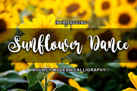 Sunflower Dance Font: A Designer’s Guide to Elegant Script